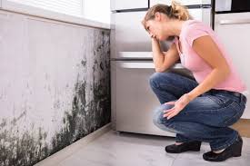 Why You Should Choose Our Mold Remediation Services in Fox Lake, WI